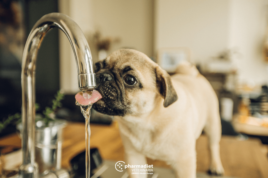 qué debo hacer si mi perro deja de beber agua